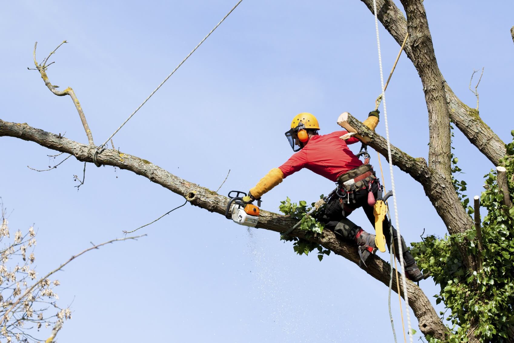 Tree Trimming