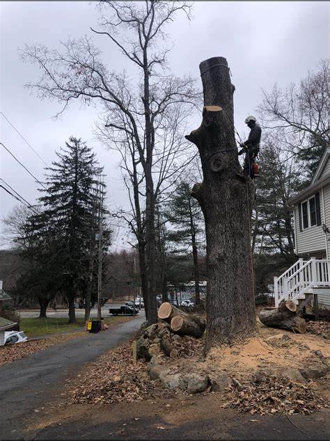 Tree Trimming